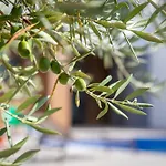 Vivi Rent - Old Olive Iii *
