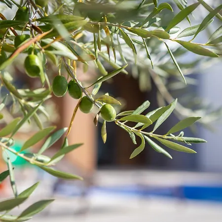 Vivi Rent - Old Olive Iii *