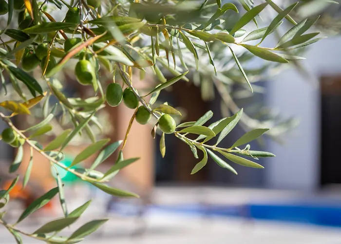 Vivi Rent - Old Olive Iii *
